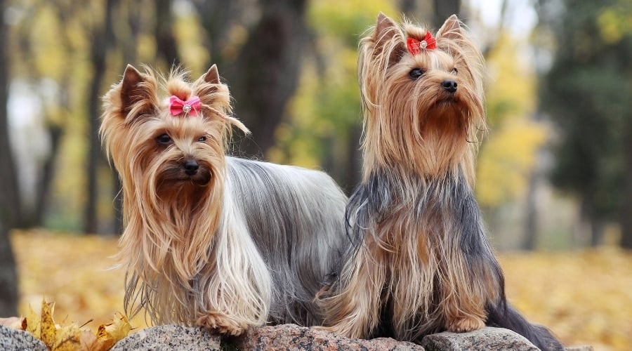 Two long-haired Yorkies sitting outside.