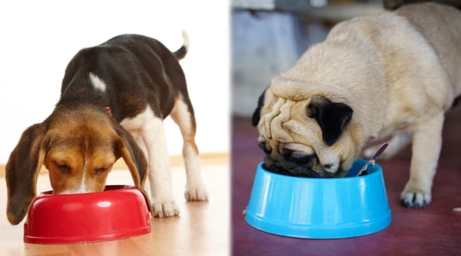 Two Dogs With Their Heads in Dog Bowls