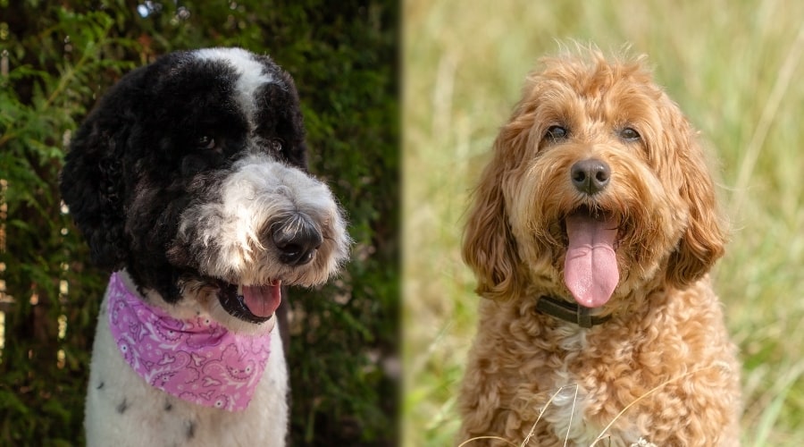 Two Dogs With Tongues Out