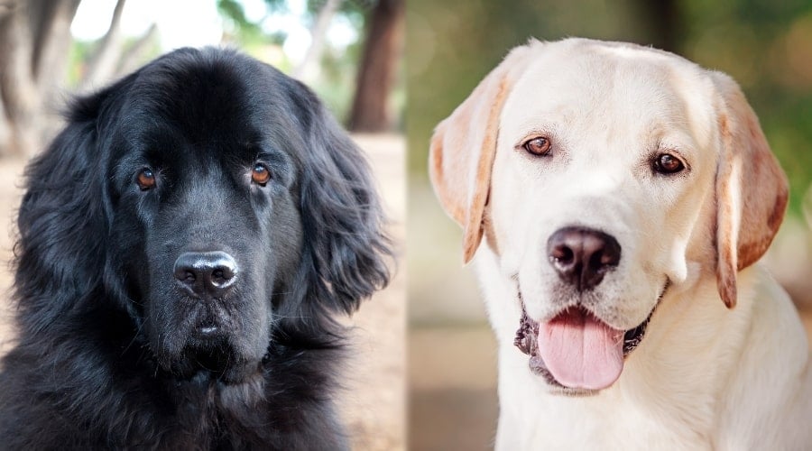 Two Dogs Yellow and Black