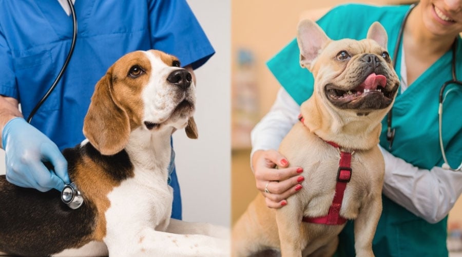 Two Dogs at the Vet Getting Checked