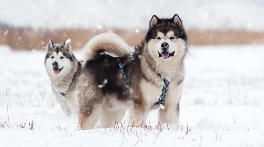Two Dogs in Snowy Weather
