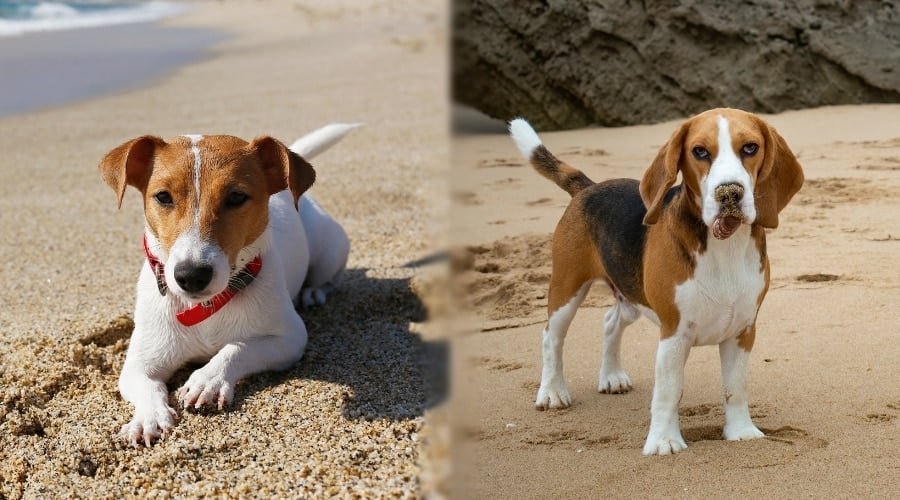 Two Dogs in Sun on the Beach
