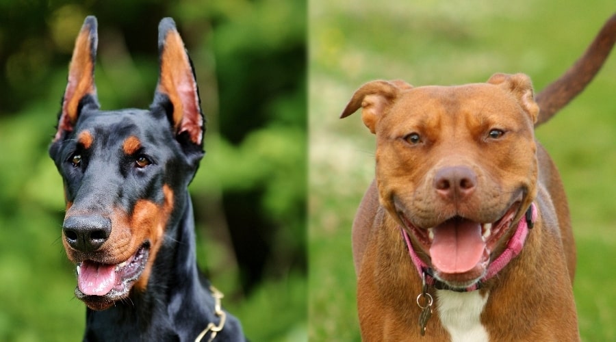 Two Dogs in Training Outdoors in Green Grass