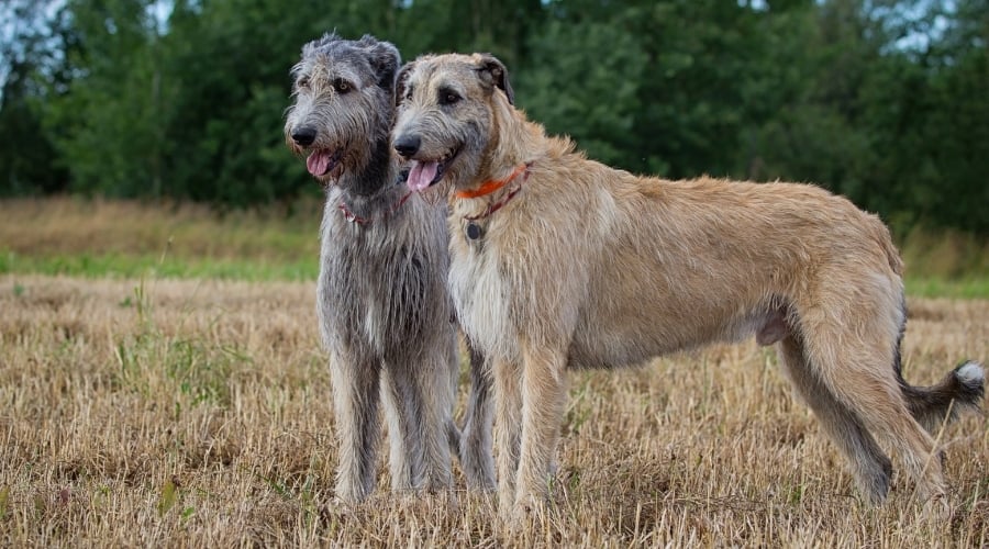 Two Dogs in a Field