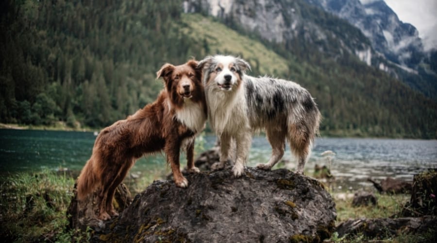Two Dogs on a Rock in Front of a Mountain