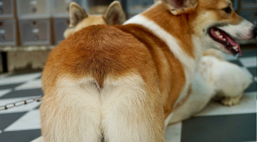 Two Dogs