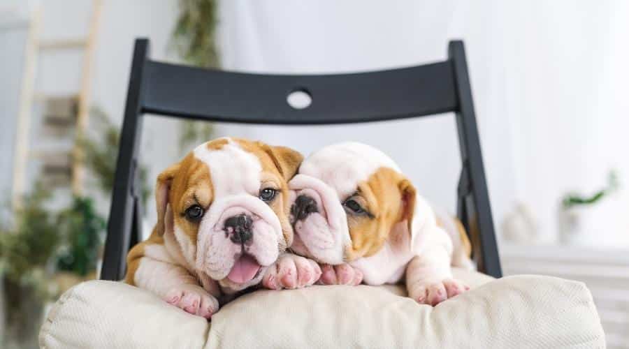 Two English Bulldog puppies lying on a soft chair