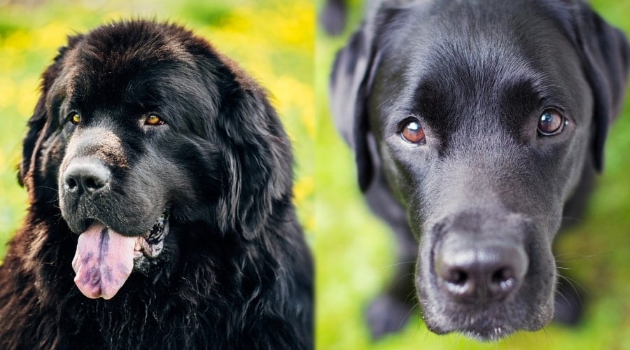 Two Family Dogs With Black Coats