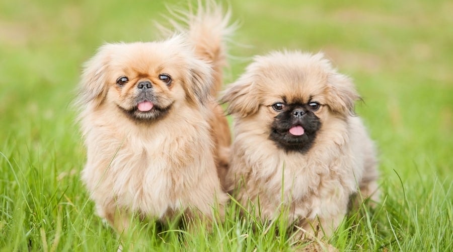 Very Fluffy Black Dog With His Tongue Out.