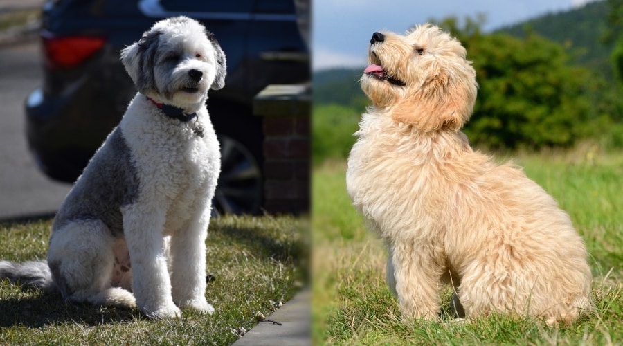Two Fluffy Coated Dogs in Training