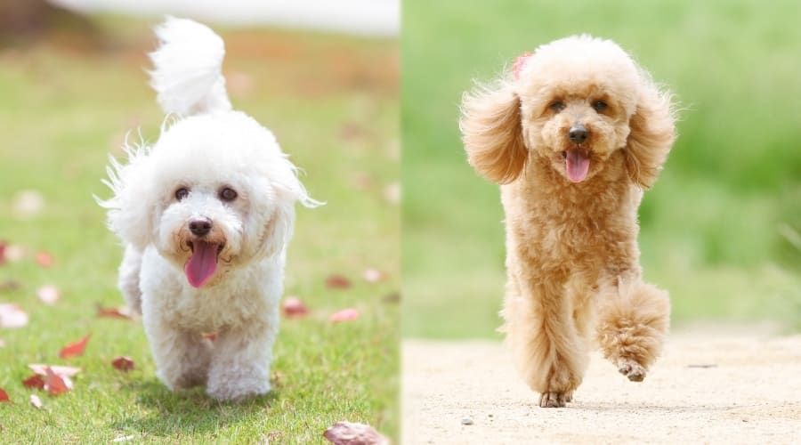 Two Fluffy Dogs Exercising Outdoors