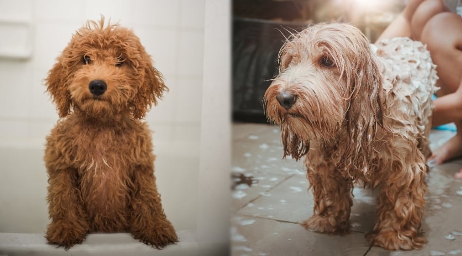 Two Fluffy Dogs Getting Groomed