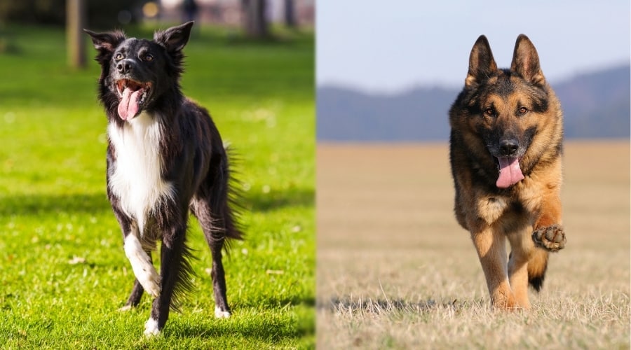 Two Fluffy Dogs Outside Exercising