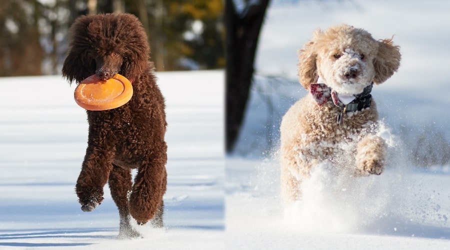 Two Fluffy Dogs Running in Snow