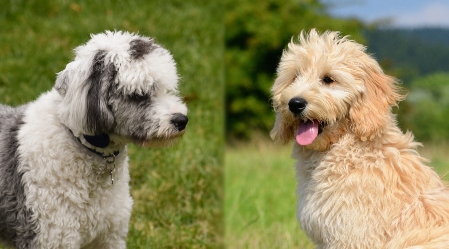 Two Fluffy Dogs Sitting in Meadow