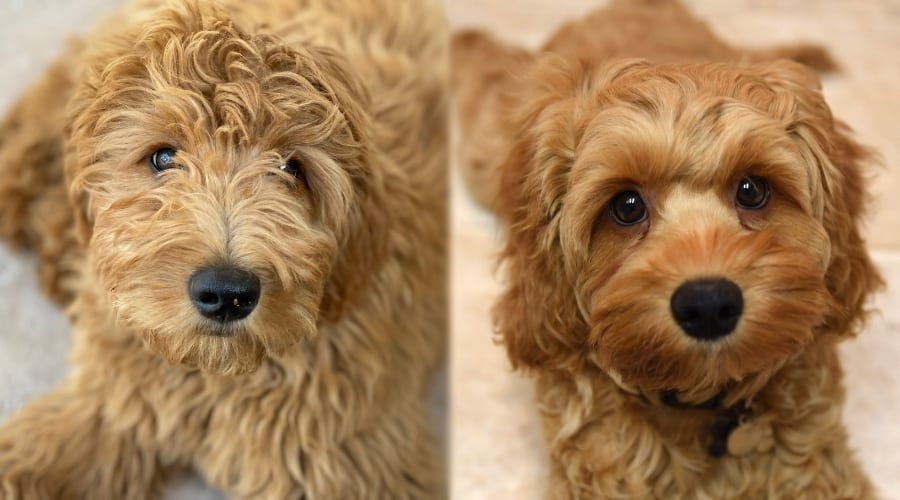 Two Fluffy Dogs Waiting to Eat