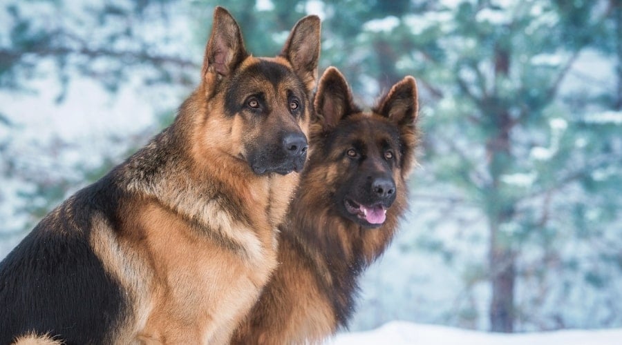 Two Fluffy GSDs Outside on a Winter Day