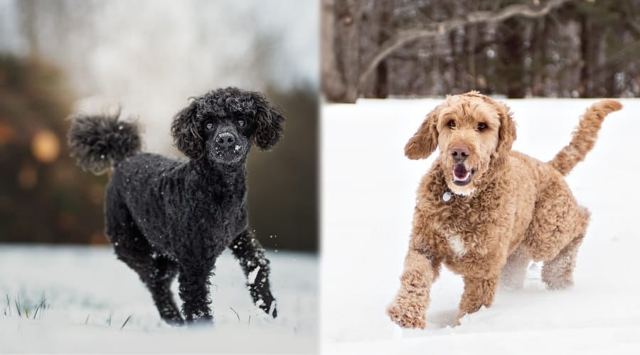 Two Fluffy Pups Running in Snow