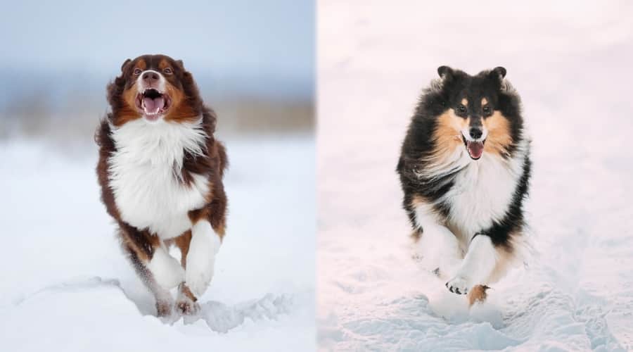 Two Fluffy Thick Coated Dogs Running in Snow