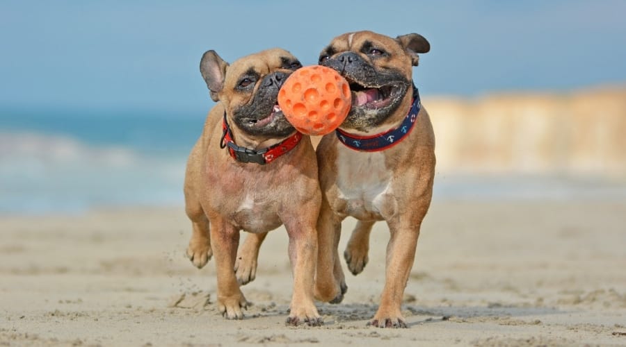 Two Frenchies with Dog Toy