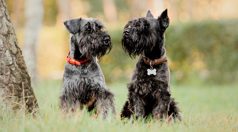 Two German Dogs in a Field