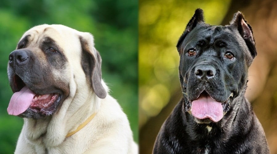 Two Giant Breed Dogs Needing Groomed
