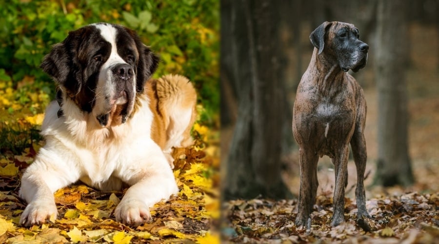 Two Giant Breed Dogs in Autumn Weather