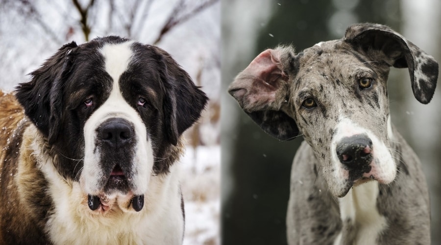 Two Giant Breed Dogs in Snow