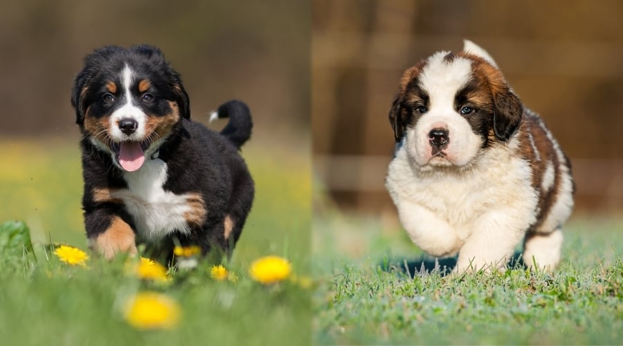 Two Giant Breed Puppies Running Around