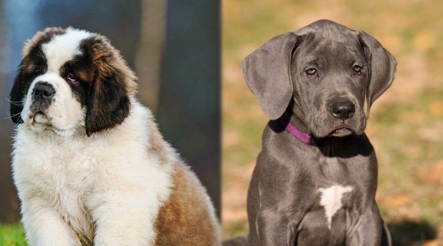 Two Giant Breed Puppies are Outdoors