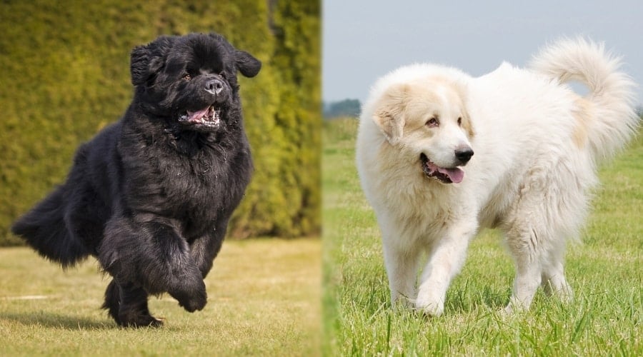 Two Giant Fluffy Dogs Running