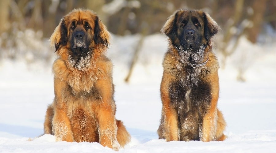 Two Giant Leonberger Dogs in Snow