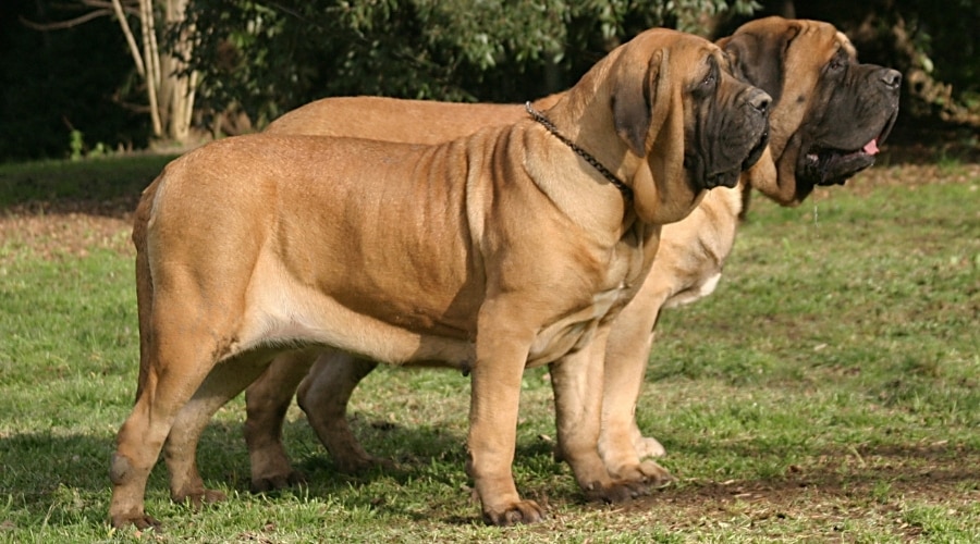 Two Giant Dogs Outdoors