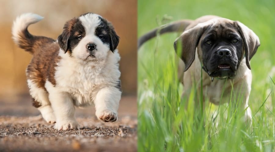 Two Giant Puppies Running