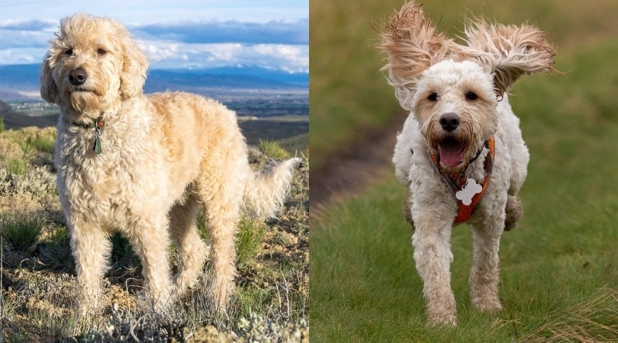 Two Golden Fluffy Dogs Outside in Grassy Areas