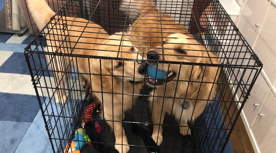 Two Golden Retrievers Playing in Crate