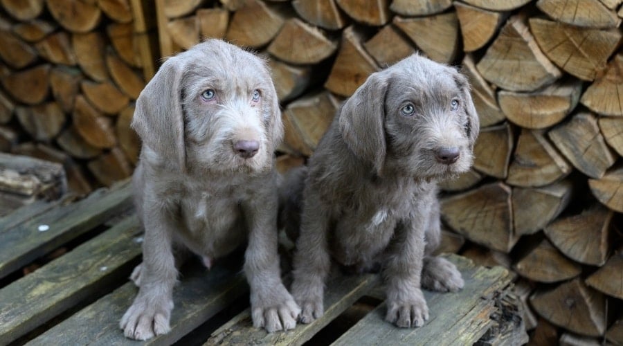 Two Gray Puppies With Blue Eyes