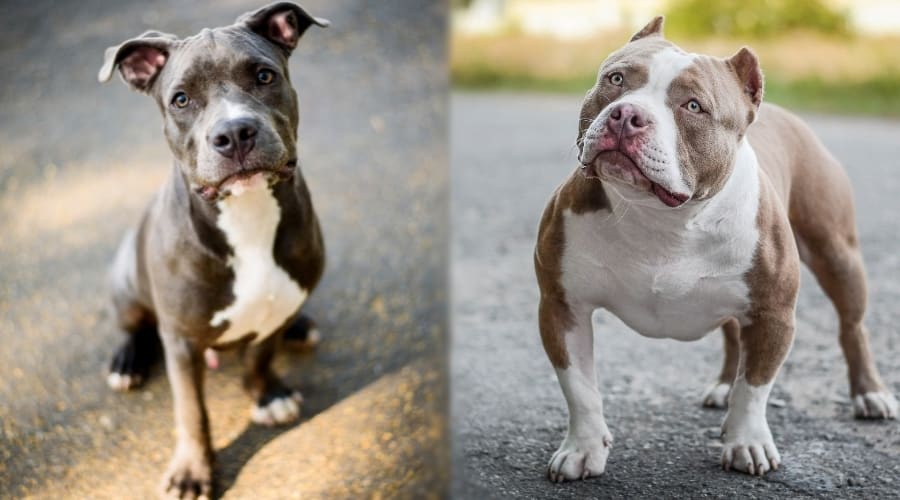 Two Gray and White Dogs Posing for Camera