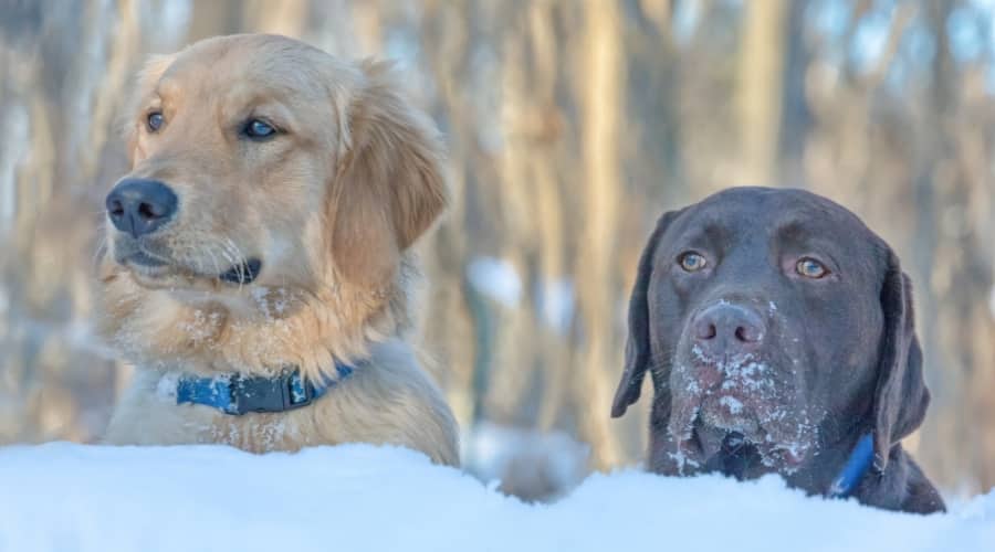 Two Handsome Dogs In the Snow