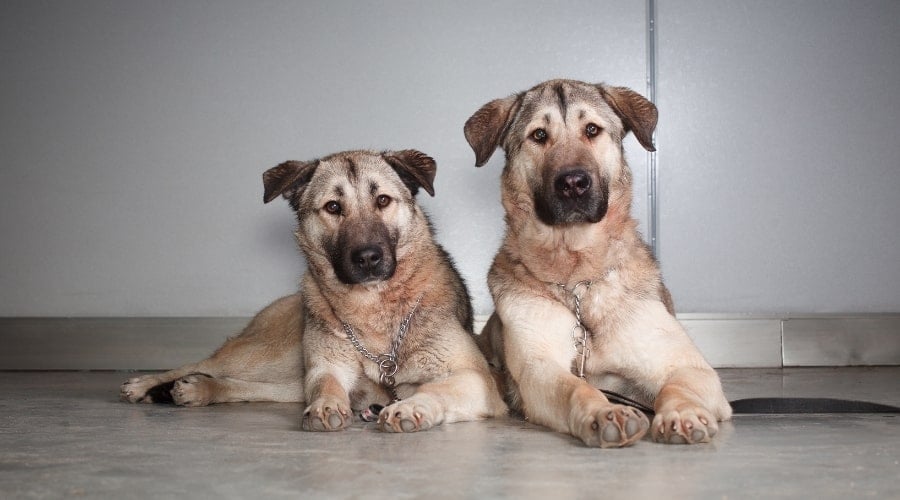 Two Handsome Shepherd Dogs