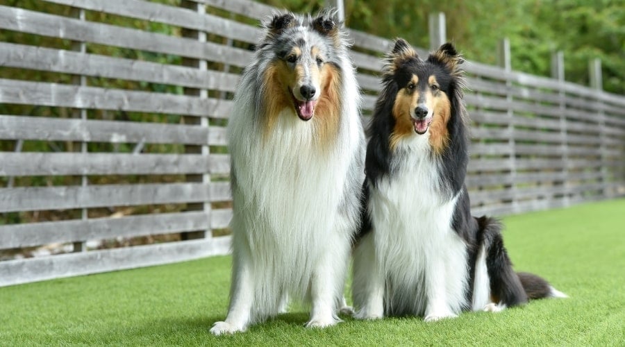 Two Happy Dogs Sitting in a Yard
