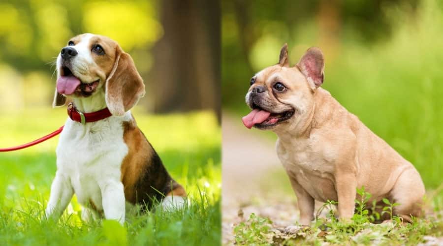 Two Happy Dogs Sitting in the Grass