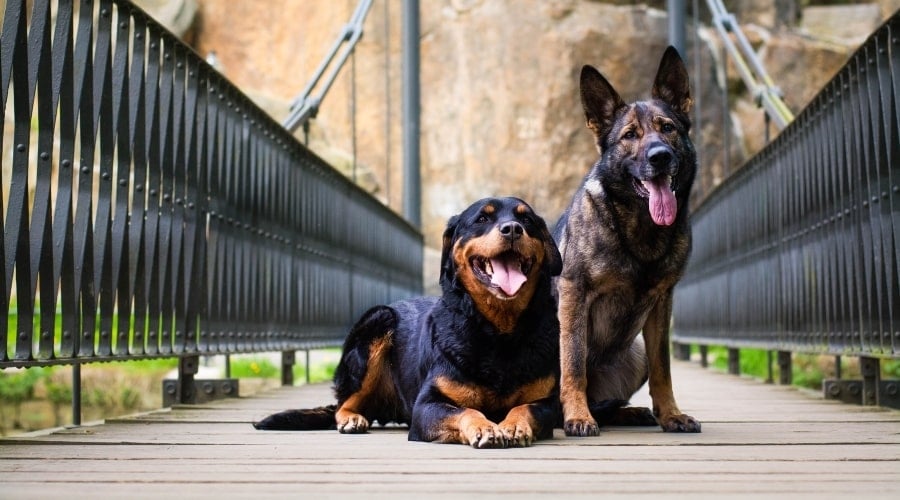 Two Happy Dogs Sitting on a Bridge
