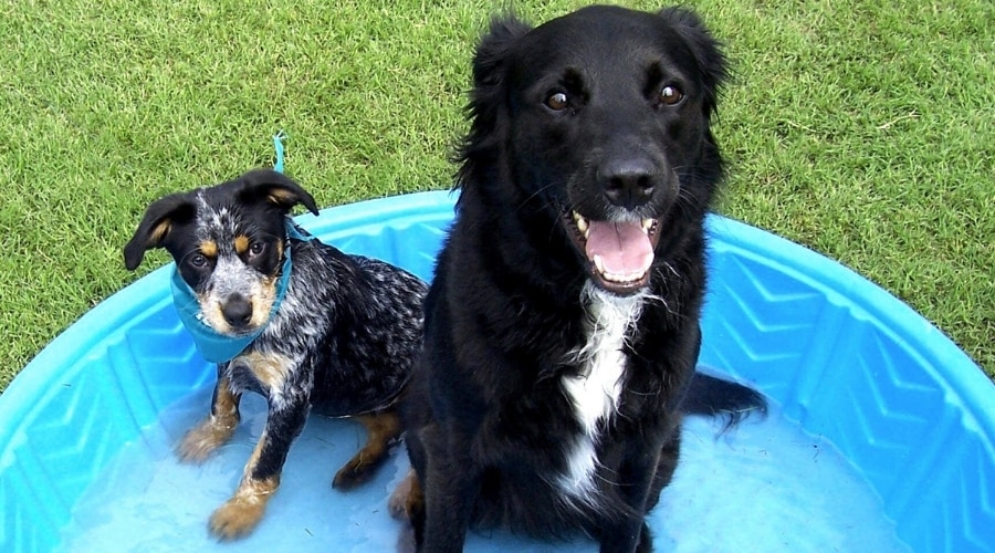 Two Happy Dogs in a Kiddie Pool
