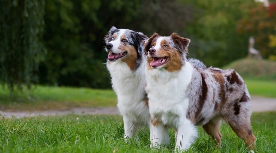 Two Happy Merle Dogs