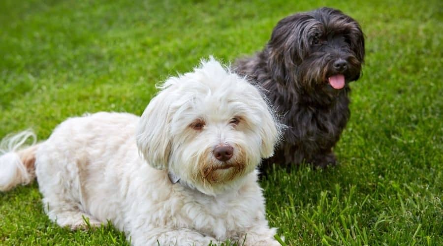 Two Havanese Dogs in grass