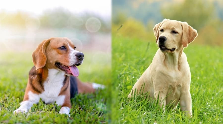 Two Healthy Dogs Laying Outside in Grass