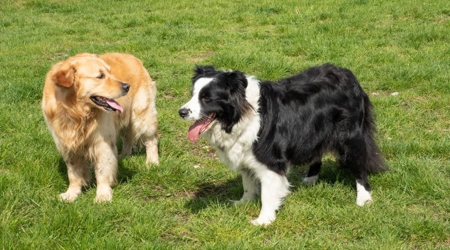 Two Healthy Dogs Outdoors Playing