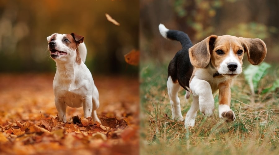 Two Healthy Dogs Playing in Woods During Autumn